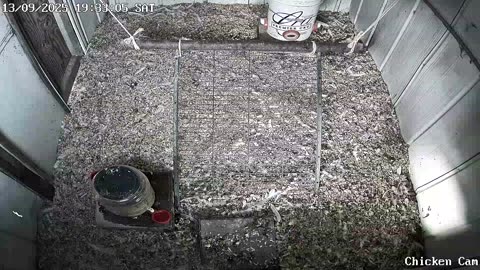 Millar Time Chicken Cam