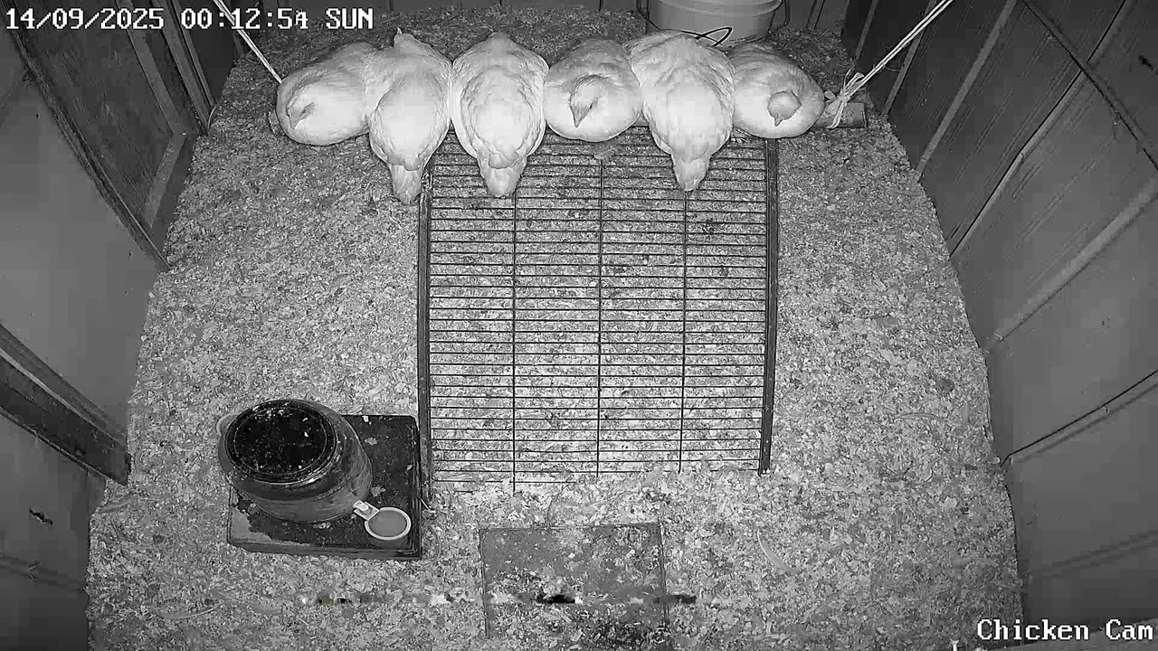 Millar Time Chicken Cam