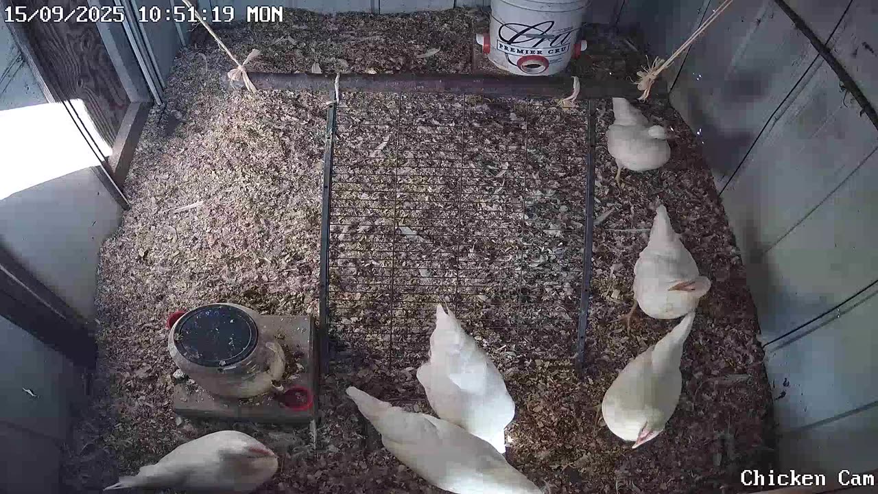Millar Time Chicken Cam