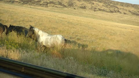 Speaking of the time the bnkywuv daddy team saw cattle in the road, we get...HORSES IN THE ROAD!!!