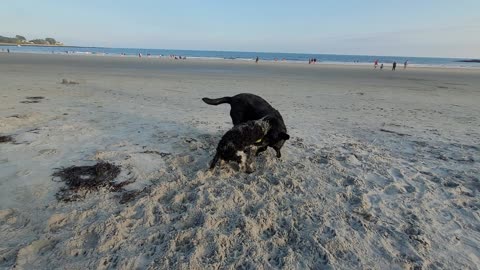 Gemma and Sailor
