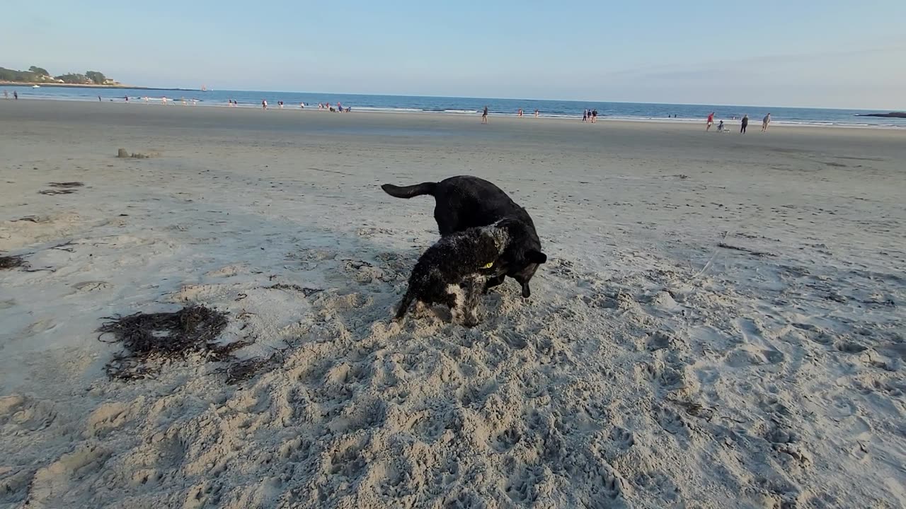 Gemma and Sailor