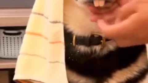 Dogs new funny video 2025