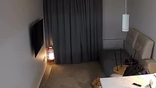 14 seconds before the explosion, the dog sensed it coming — and 3 seconds before, it went to hide