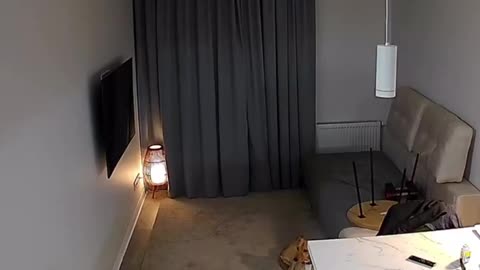14 seconds before the explosion, the dog sensed it coming — and 3 seconds before, it went to hide