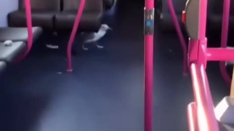 🚨📺 We’ve got a fare dodger here | FunFM