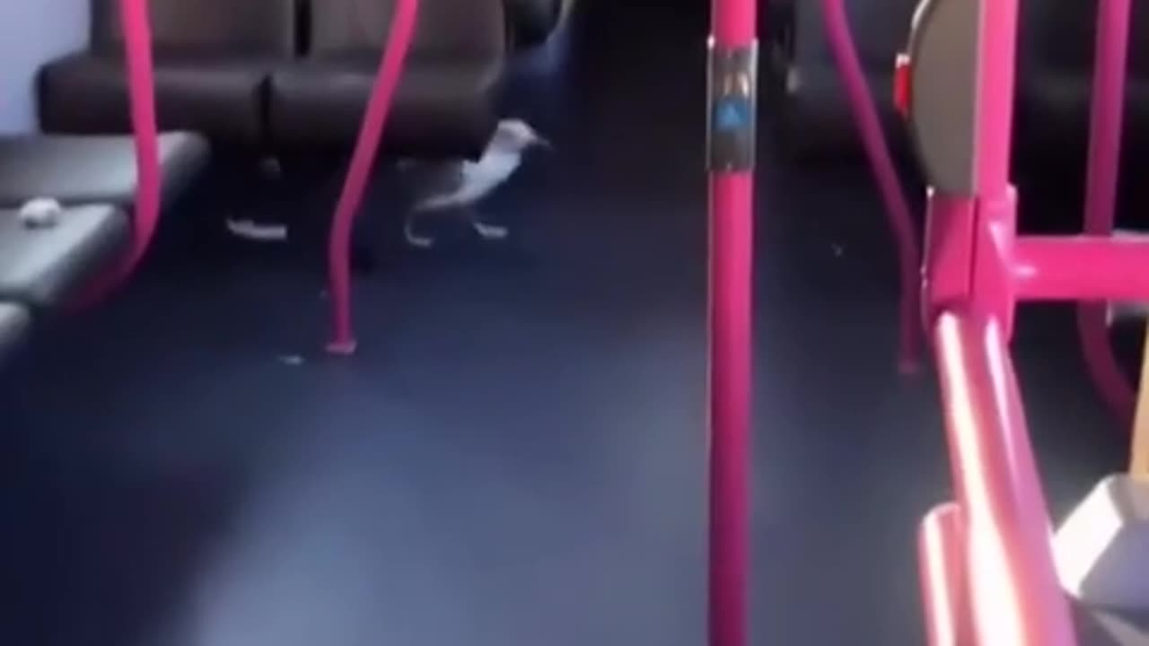 🚨📺 We’ve got a fare dodger here | FunFM