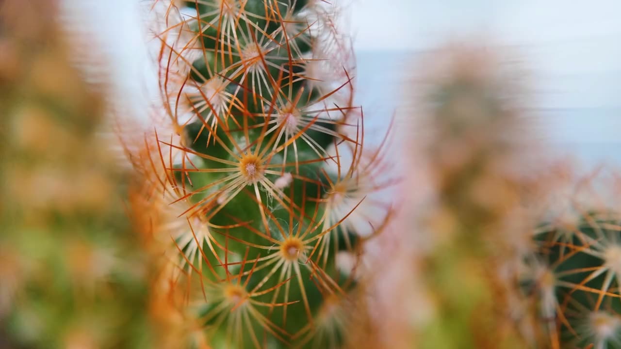 Martvsen MagStack Unlock 105X Macro! Snap More Screw Less by Martvsen