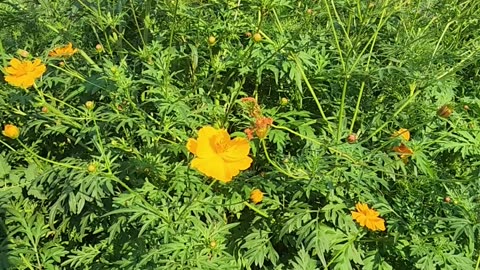 Loud Cicadas of The Area 13 Wildflower Area with Heavy Bee Wildflower traffic,