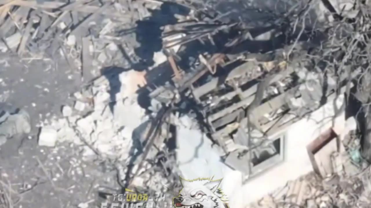 Fucking mad pigs from the suicide squad