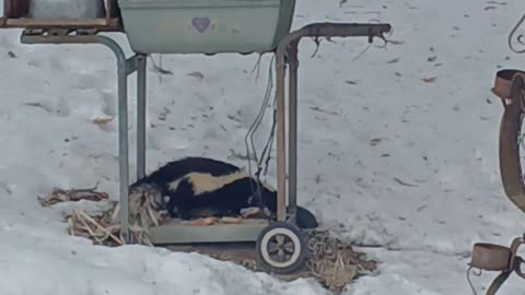 [4K] Skunk at our back yard!