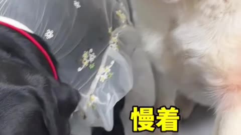 Funny 🐕
