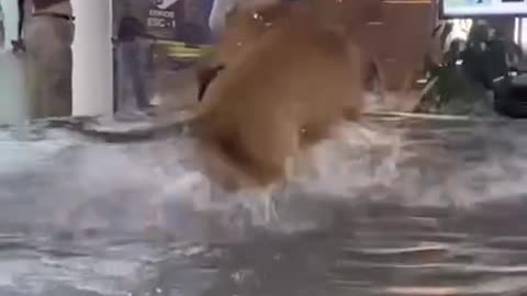 Dog caught playing😘 in a shopping mall fountain and the scene goes viral