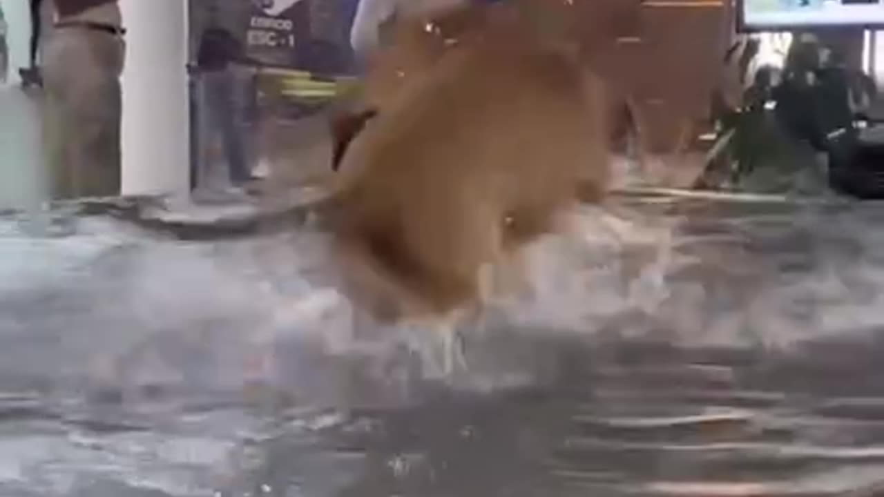 Dog caught playing😘 in a shopping mall fountain and the scene goes viral