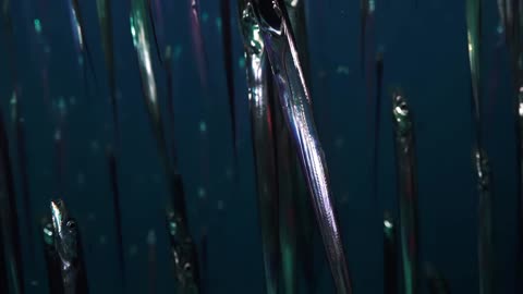 Mysteries of the Twilight Zone - Worlds of the Deep - Reloaded from Natural World