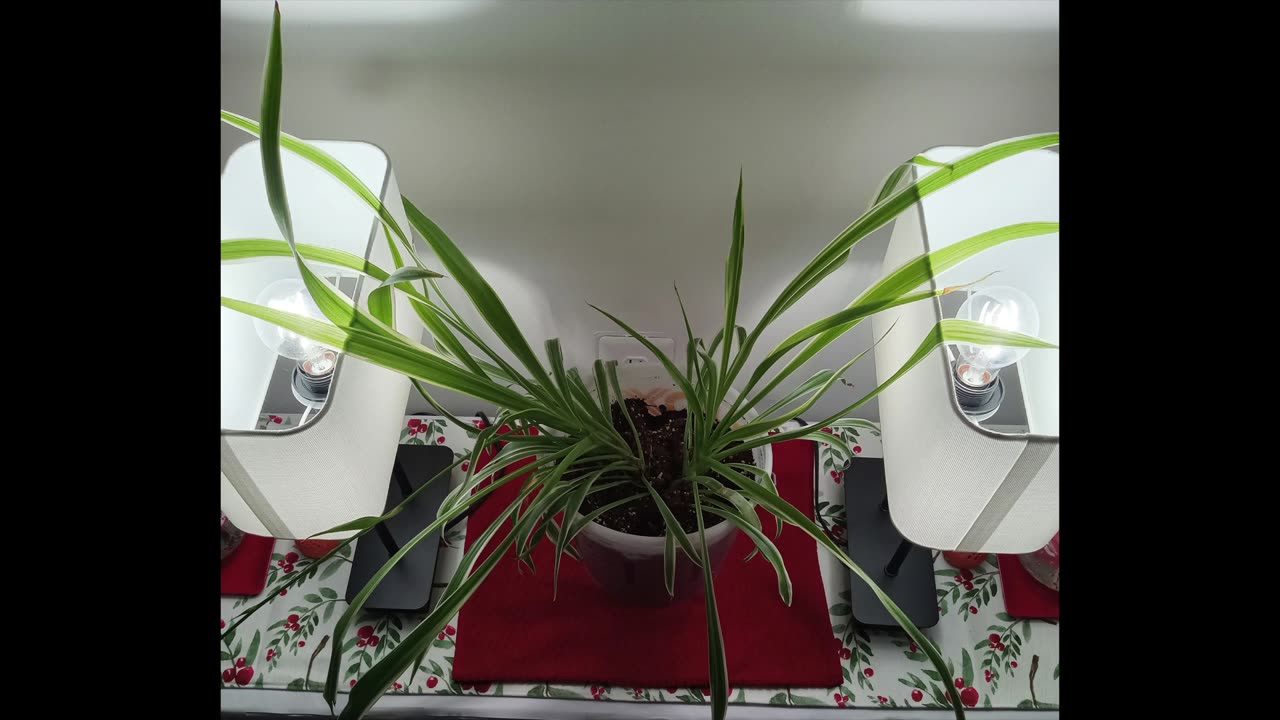 Regarding the Children, again I Speak O LORD!!!