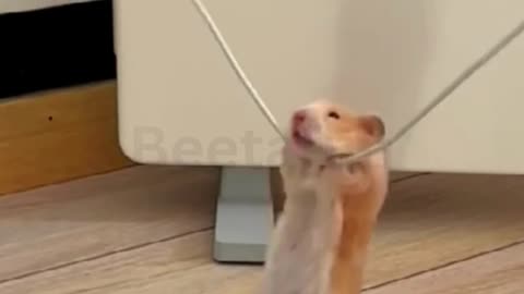 Cute Hamster Funniest Moments Caught on Camera ｜ Funny Animals 