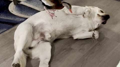 Labrador Retriever Playfully Pecked By Duck Sibling