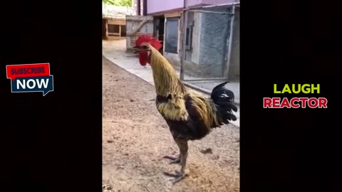 TRY NOT TO LAUGH | UNCONTROLLABLE EDITION 🤣😂
