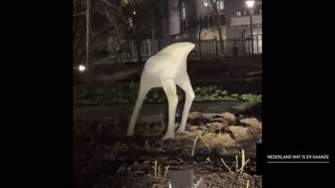 Europees parlement Brussel tuin vol met struisvogelpolitiek? 23 januari 2025