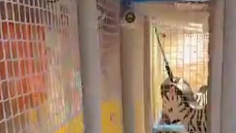 Ashish Comedygamfice Memengg