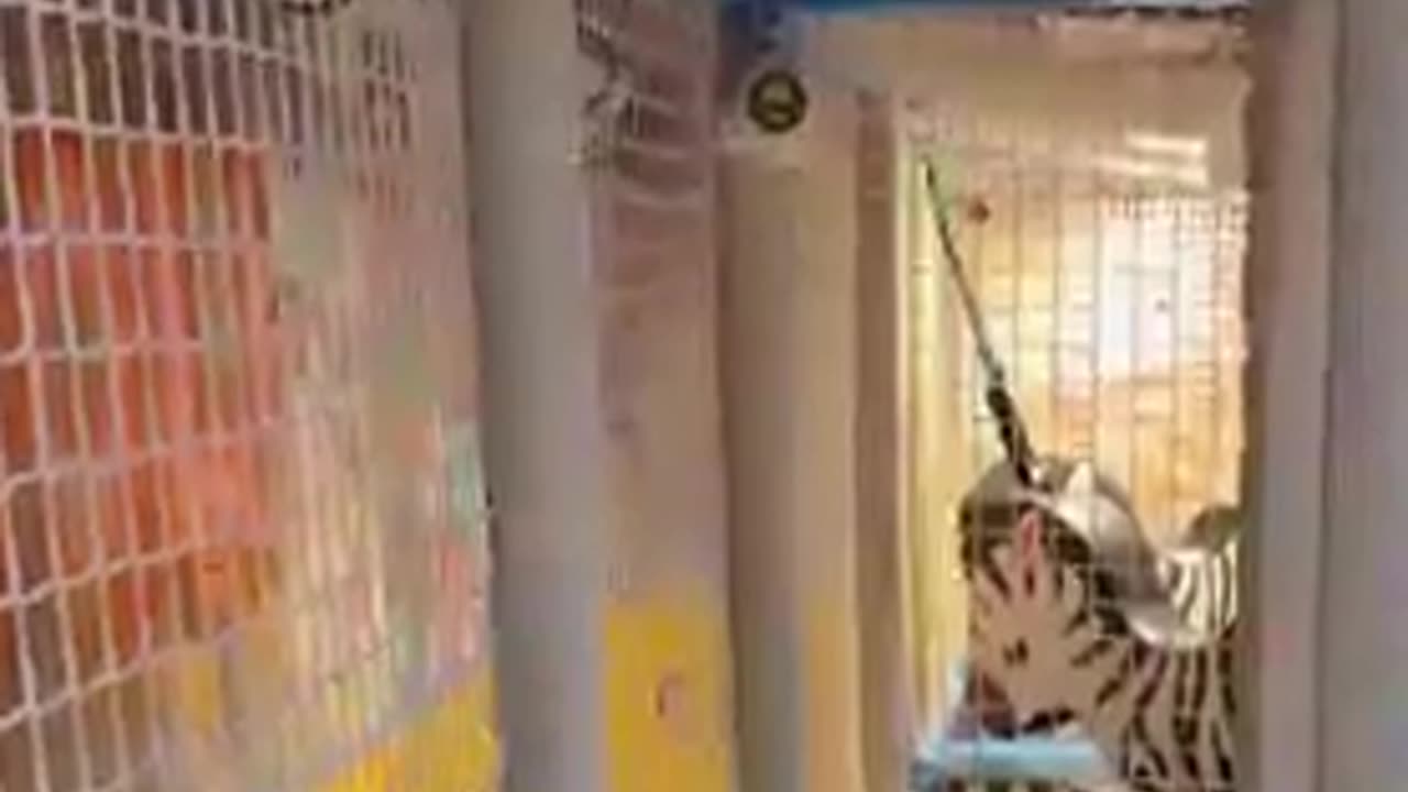 Ashish Comedygamfice Memengg