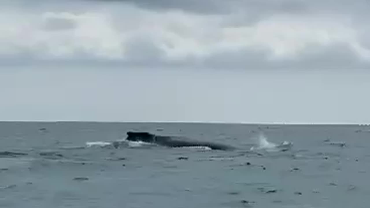 Humpback whales