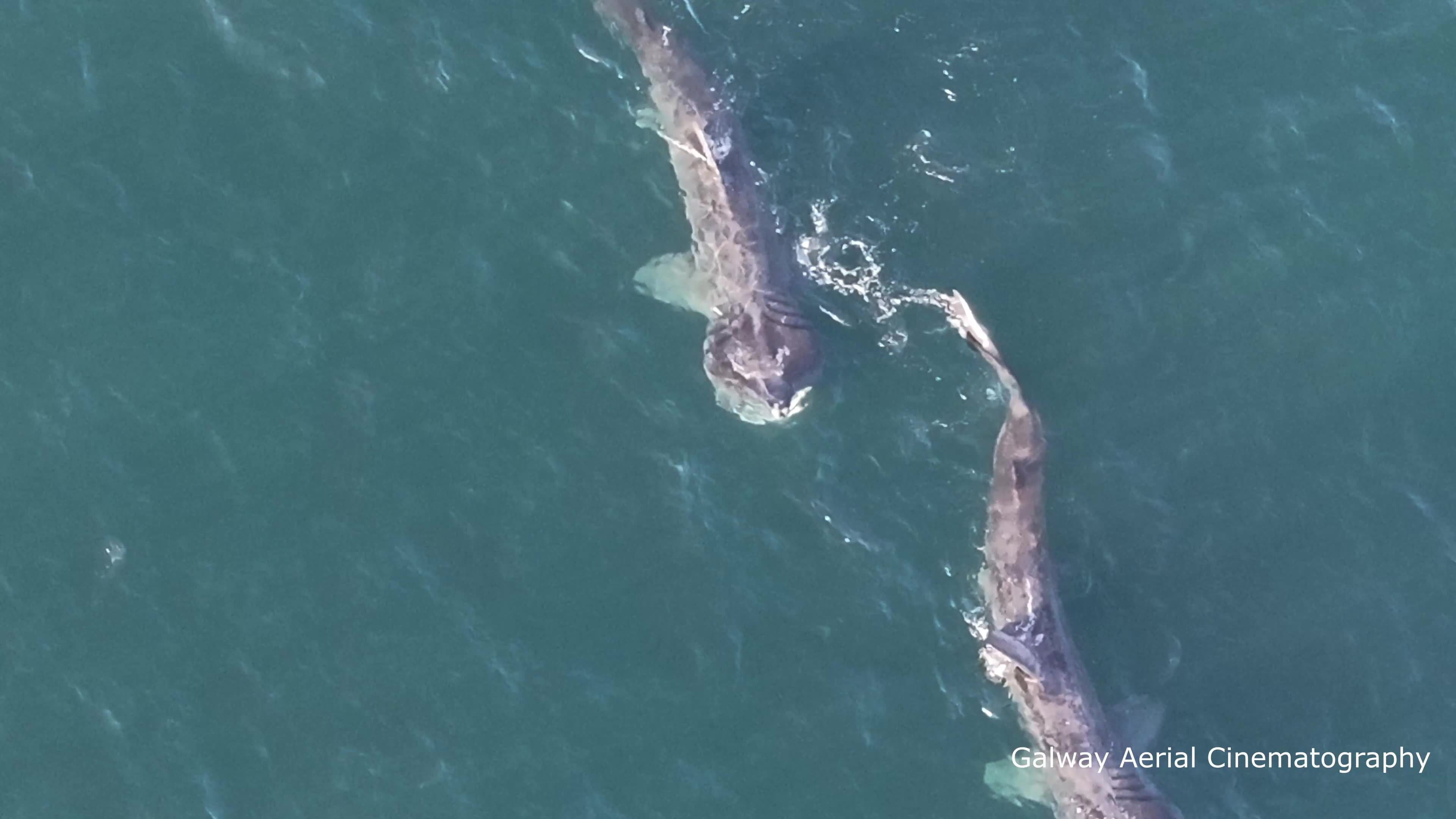 Basking Sharks Fill The Bay