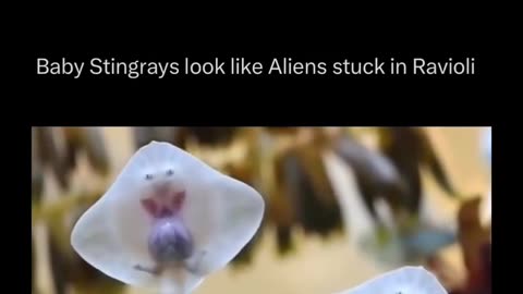 Baby stingrays look like aliens inside ravioli
