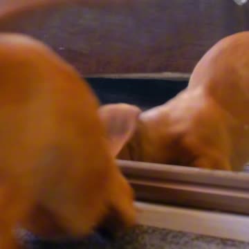 When You’re Your Own Best Friend 🐶💕 | Sounds of Nature