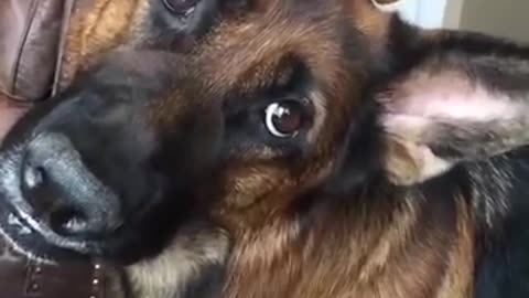 😂🐶 German Shepherds React to Words! | FunFM