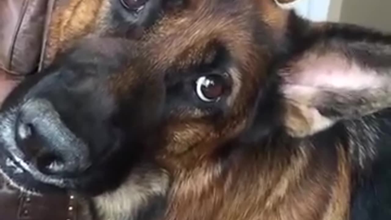😂🐶 German Shepherds React to Words! | FunFM