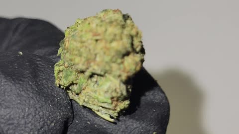 Motor City Gas THC Flower