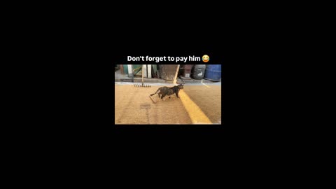 Ultimate Funny Cat Compilation 2025 – Non-Stop Meow Madness!