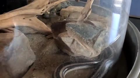 Rosy Boa at Living Coast Discovery Center in San Diego