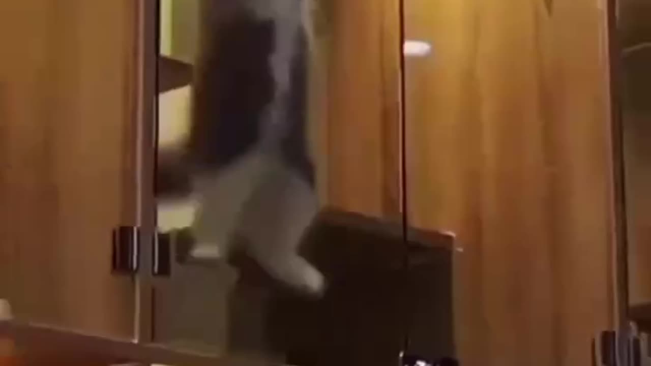 Adorable cat's