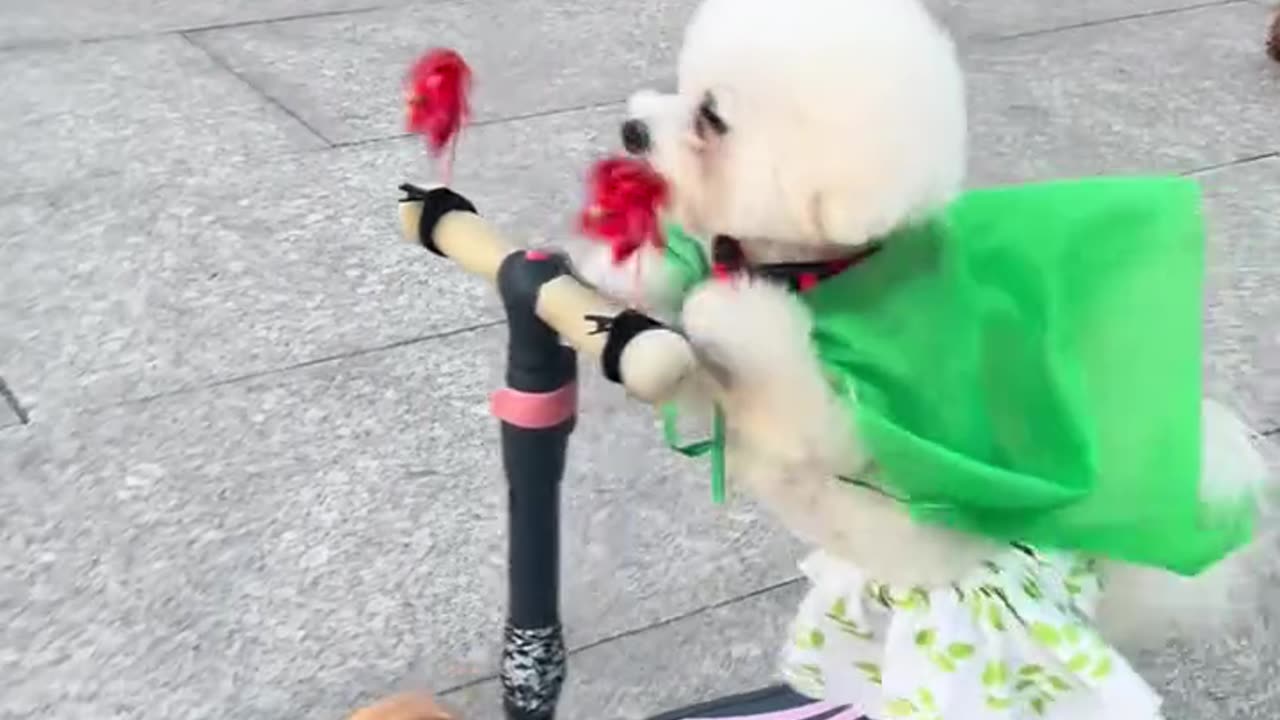 Funny dog video