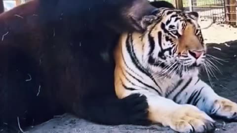 Bear cup and tiger friendship