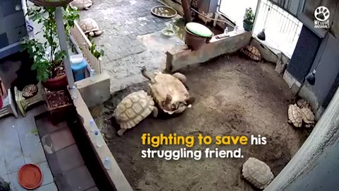 Hero Tortoise Rushes To Save Struggling Friend