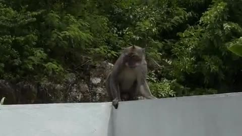 Monkey Creates a Chaos With Tourists in Bali