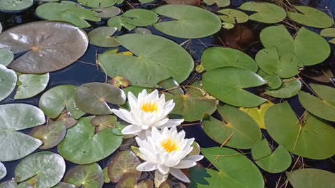 Water Lilies
