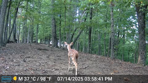 The Woods – 07/15/2025