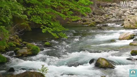Peaceful Nature Sounds • Relaxing Music for Meditation