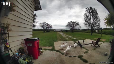 Thanksgiving Gobbles, Giggles, and Gags