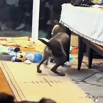 I guess dogs can get freaked out too just like us humans,