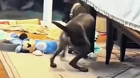 I guess dogs can get freaked out too just like us humans,