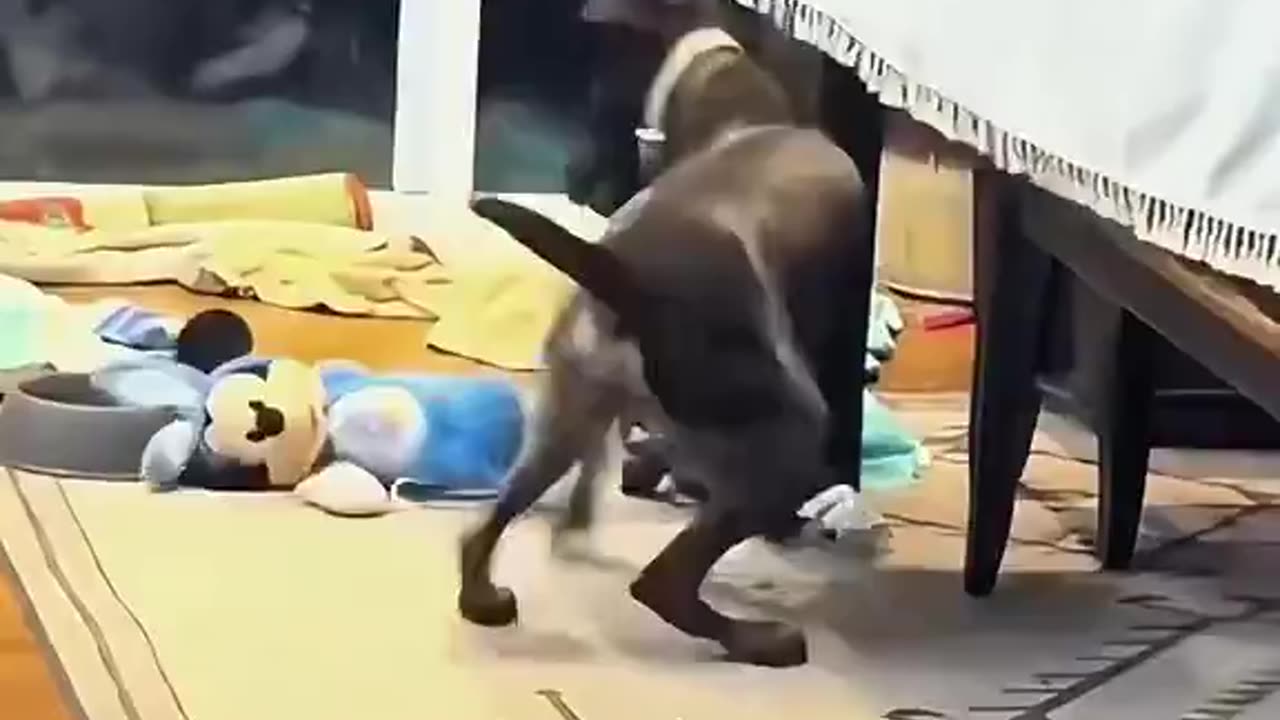 I guess dogs can get freaked out too just like us humans,