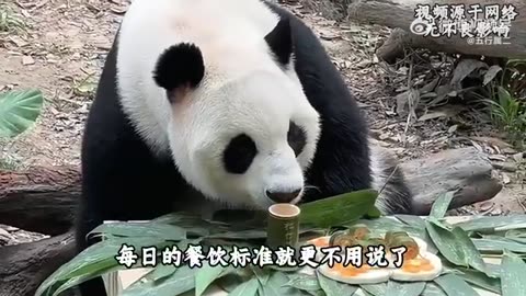 长隆动物园就是巨大的养猪场