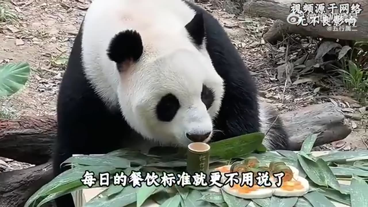 长隆动物园就是巨大的养猪场