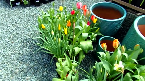 Dragonfly Farm and Nursery 3/28/25: